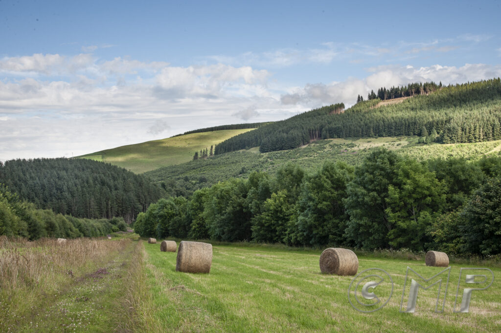 170726 - Darroch Woods, Coynachie-2