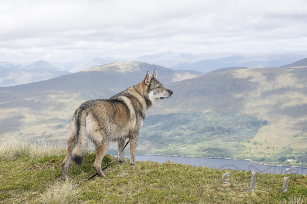 170901 - Beinn Bhan, Glen Loy-43