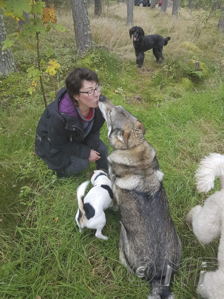 201910 - Dogs (mobile)-8