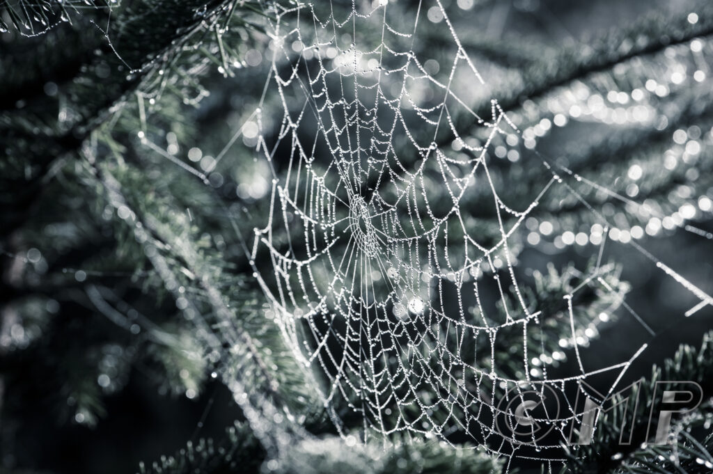 Around Home - 5th November 2015-4