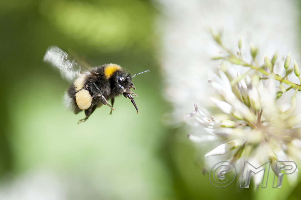 Bee - 1st August 2015-1