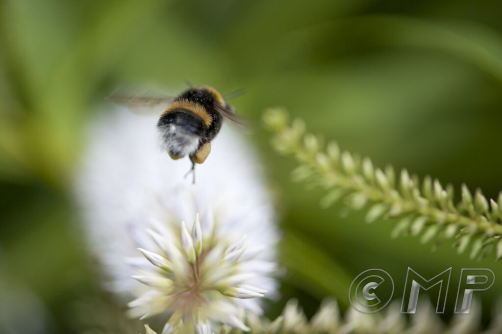 Bee - 1st August 2015-2