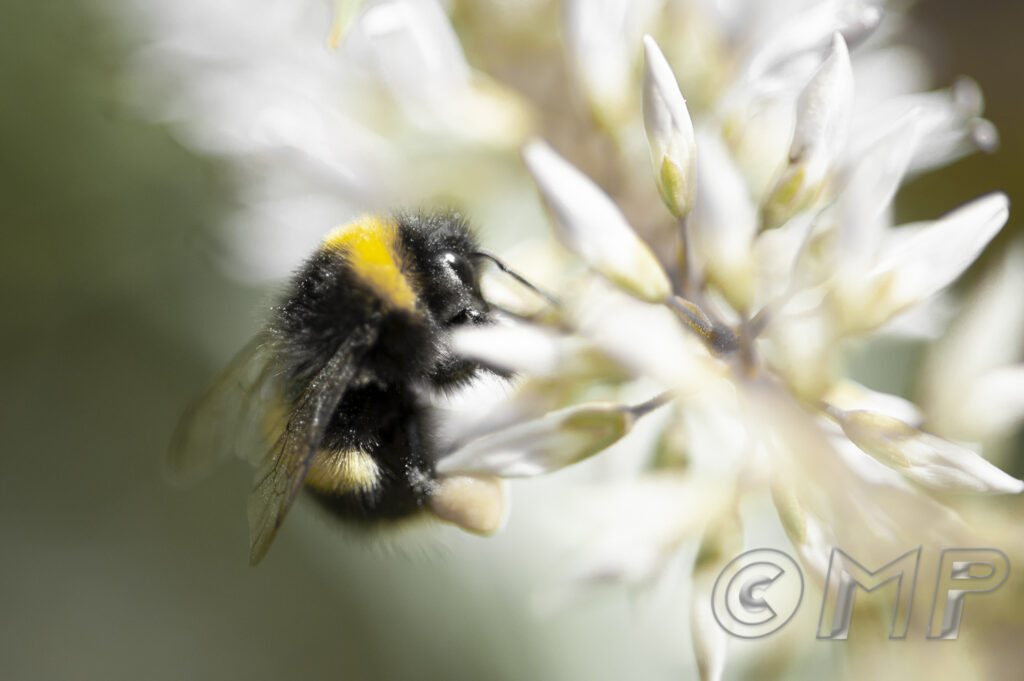 Bee - 1st August 2015-4