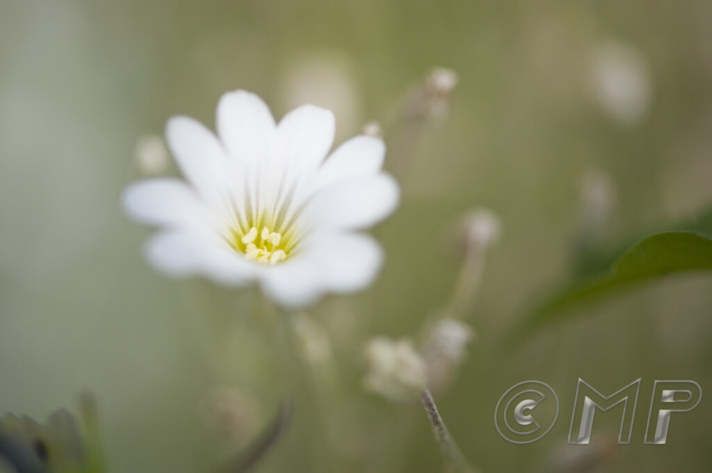 Flowers - 1st August 2015-1