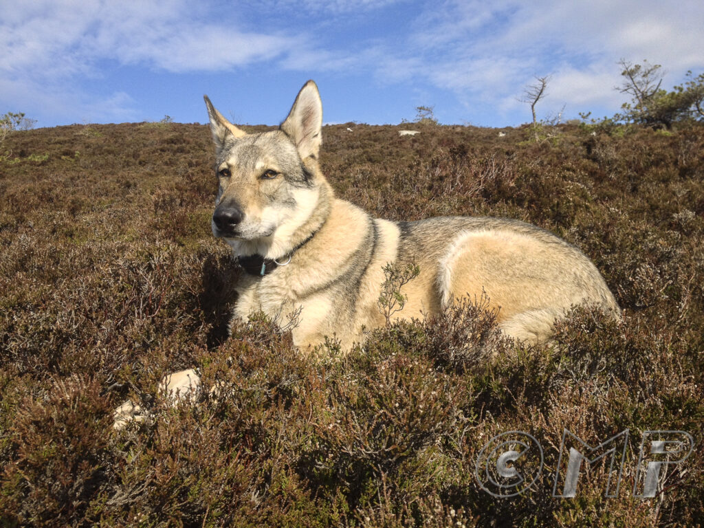 Seb & Kodi 24th April 2014-5
