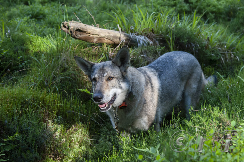 Seb & Kodi - 30th June 2015-6