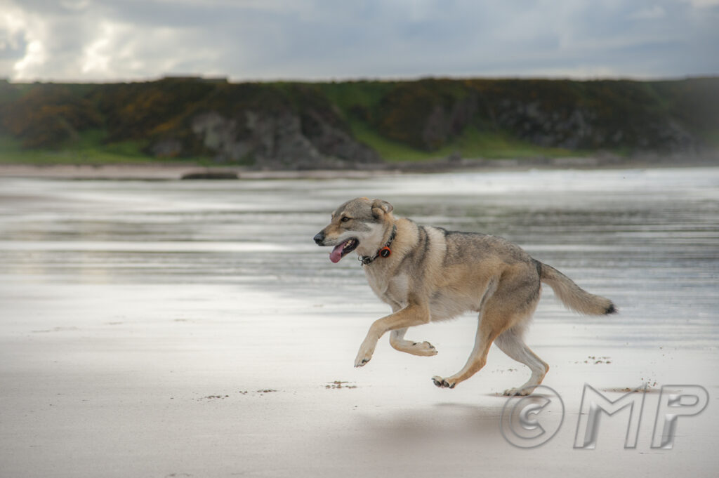 Seb & Kodi - 3rd June 2015-3