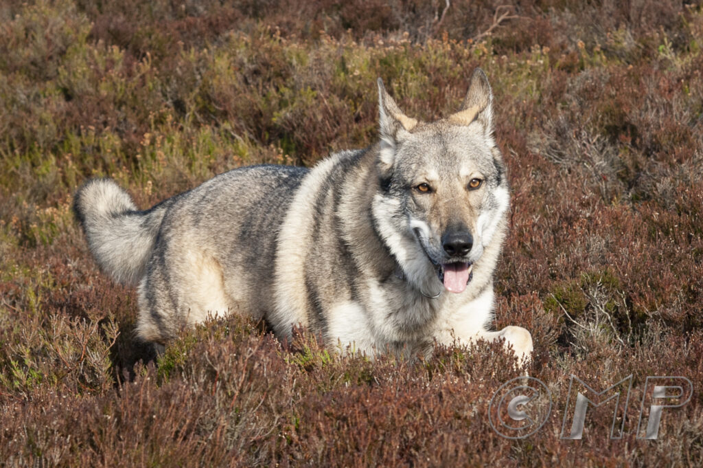 Seb & Kodi - 5th Feb 2015-31