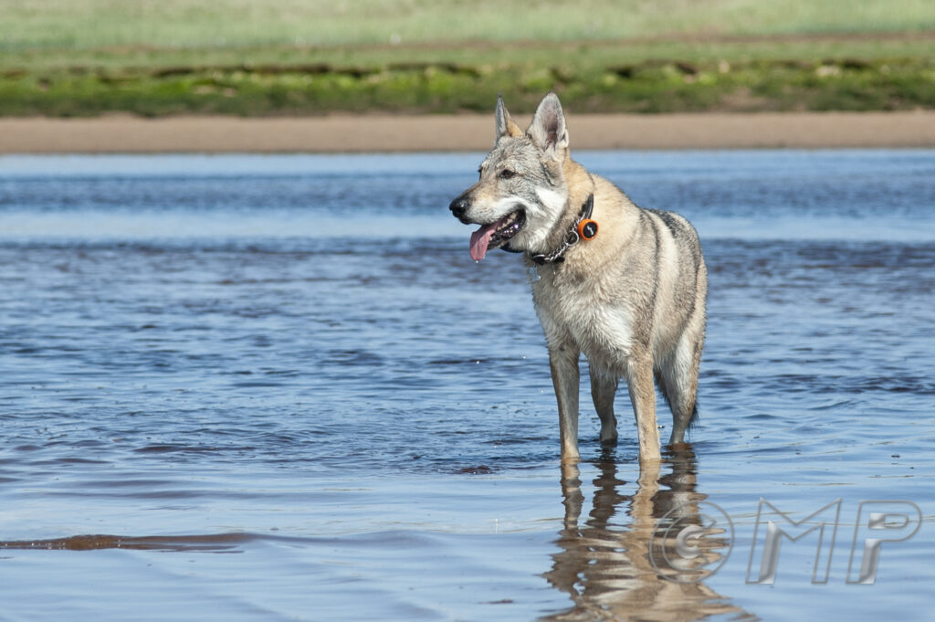 Seb & Kodi - 6th July 2015-4