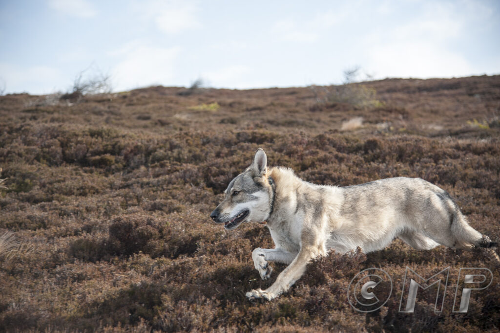 Seb & Kodi - 9th June 2015-1