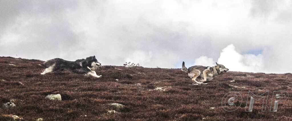 Seb & Kodi Fri 24th May 2013-3