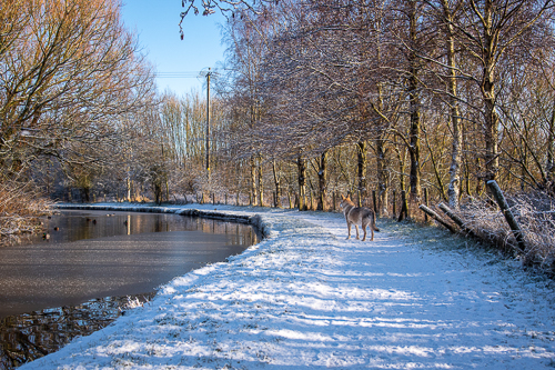 20230119 - Northwich snow-1