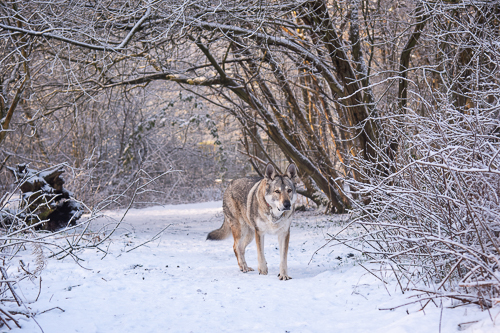 20230119 - Northwich snow-7