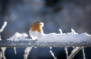 Robin in the snow