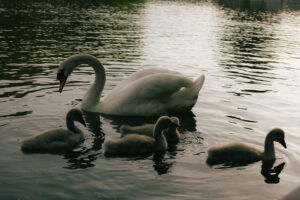 Swan and cygnets